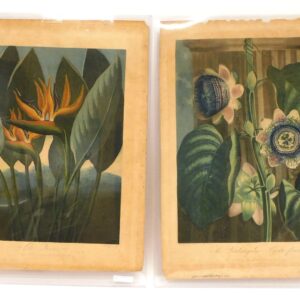 (2) Dr. Thornton Engravings